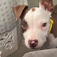 YELLOW le petit bellot, chien à adopter