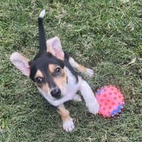 June, chienne à adopter