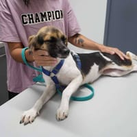 Sienna, chienne à adopter
