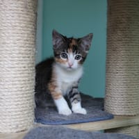 Jasmijn, poezen ter adoptie