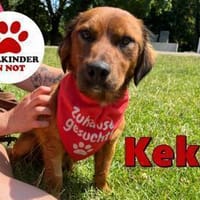 süßer kleiner Mischling Keks sucht ..., Hund zur Adoption