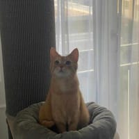 Lieber Njonjo sucht neue Familie, Kater zur Adoption