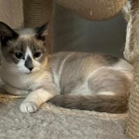 Liebe Lada (FelV-positiv), Katze zur Adoption