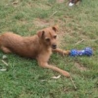 Süsse kleine Bandita sucht ein Zuhause, Hündin zur Adoption