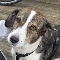 HENRY sehnt sich so nach Liebe 💘, Hund zur Adoption