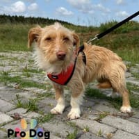 Nessa auf Pflegestelle, Hündin zur Adoption