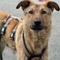 Süßer Arun sucht seine Familie, Hund zur Adoption