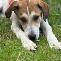 Agile Piper sucht ihre Familie, Hündin zur Adoption