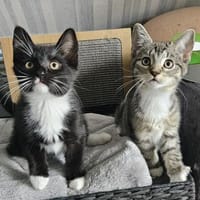 BIENE und Trixie, Katze zur Adoption