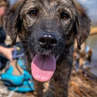 freundlicher, aufgeschl. Loki sucht Fam., Hund zur Adoption