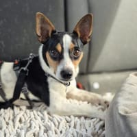 Ratón - Bodeguero sucht ein Zuhause, Hund zur Adoption