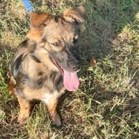 Kylian 💙💙💙 ist ein bildhübscher Bub, Hund zur Adoption