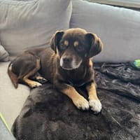 Padi erobert die Herzen 🐾, Hund zur Adoption