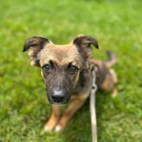 Liebe COOKIE sucht Für-Immer-Zuhause, Hündin zur Adoption