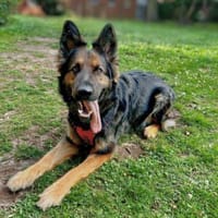 Mali - spielt gerne, Hündin zur Adoption