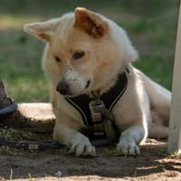 HERMES verschmust + menschenbezogen♥, Hund zur Adoption
