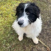Rowdy - Zuhause zum Schmusen gesucht, Hund zur Adoption