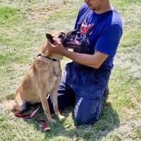 🆘‼RUBY in 91616 Neusitz 🆘‼, Hündin zur Adoption