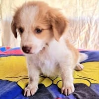 Maxi ein liebes Kerlchen, Hund zur Adoption