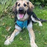 Julio 💗 wartet in 22559 Hamburg, Hund zur Adoption