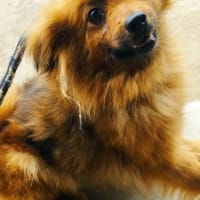 Liebenswerte Zümi sucht Familie, Hündin zur Adoption