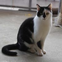 Lieber Tommy (Felv pos.), Katze zur Adoption
