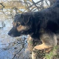 Ava sucht ein tolles Zuhause, Hündin zur Adoption