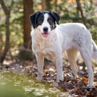 Schreibst du das Happy End für Farcha?, Hündin zur Adoption