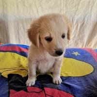Betty sucht ein Körbchen, Hündin zur Adoption