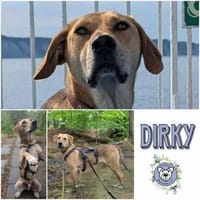 DIRKY * Sonniger Jungspund mit Köpfchen, Hund zur Adoption