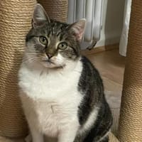 Schüchterne Alma sucht schönes Zuhause, Katze zur Adoption