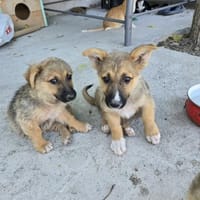 Fifi + Bondarel, Dreamteam sucht Familie, Hund zur Adoption