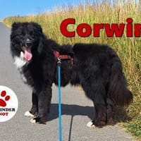 lieber Mischling Corwin sucht Zuhause, Hund zur Adoption