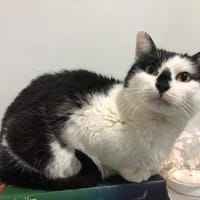Nasuc - Kätzin sucht ihre Familie, Katze zur Adoption
