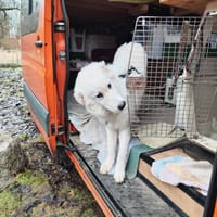 NEBBIA - fröhlich, intelligent, sozial💕, Hund zur Adoption