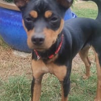 Billy sucht ein liebevolles Zuhause, Hund zur Adoption