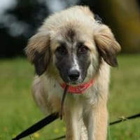 verkuschelte Tierschutzhündin Timea, Hündin zur Adoption