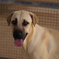 Tala, Pflegestelle in Hessen, Hündin zur Adoption