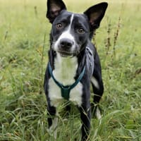 Wendy sucht dringend ein Zuhause, Hündin zur Adoption