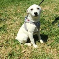 Pamuk ein liebes Mädchen, Hündin zur Adoption
