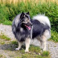 Bounty - treu&arbeitswillig, Hund zur Adoption