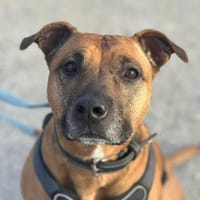 Luha, Hündin zur Adoption