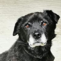 Sami - Beschreibung folgt, Hund zur Adoption