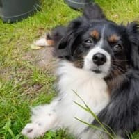 Blair  Liebenswerte Kuschelmaus, Hündin zur Adoption