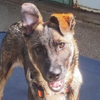 Toula - süßes Knickohr, Hündin zur Adoption