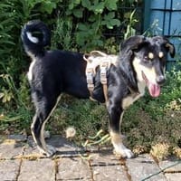 Sid - schüchtern und verschmust, Hund zur Adoption