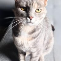 verschmuste, kinderliebe BKH- Mix Kätzin, Katze zur Adoption