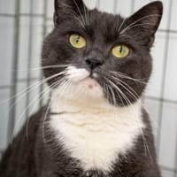 PINGUIN  Hübscher Kater sucht das Glück, Kater zur Adoption