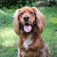 Brösel, su. hundeerfahrene Menschen, Hund zur Adoption