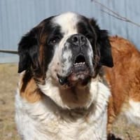 Heidi, liebe, ruhige Hündin, Hündin zur Adoption
